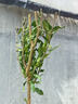 無(wú)籽石榴樹(shù)苗盆栽種植地栽南北方可種當年結果陽(yáng)臺庭院室內外石榴 突尼斯石榴樹(shù)苗現挖現發(fā)耐寒耐熱 八年苗1米高左右根莖3厘米粗 曬單實(shí)拍圖