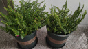 滿天星盆栽室內陽臺庭院好養(yǎng)花卉植物盆栽四季開花不斷帶花苞發(fā)貨 大葉-滿天星【2盆】加侖盆 曬單實拍圖