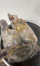 舟山梭子蟹鮮活特大野生大螃蟹新鮮冷凍海鮮水產(chǎn)海蟹飛蟹白蟹順豐 9兩以上/只【5斤凈重 超大肥美】 曬單實(shí)拍圖