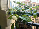 開(kāi)時(shí)果 茉莉花盆栽濃香型 桌面綠植物陽(yáng)臺花卉樹(shù)苗盆景擺件源頭直發(fā)包郵 精品茉莉花3-6株【原土發(fā)貨】 曬單實(shí)拍圖