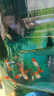 孔雀魚鴻運(yùn)當(dāng)頭觀賞魚小型熱帶淡水好養(yǎng)耐活鳳尾紅頭漁場(chǎng)直發(fā) 鴻運(yùn)當(dāng)頭公母五對(duì) 曬單實(shí)拍圖