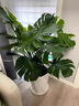龜背竹老樁觀葉植物辦公室內(nèi)客廳大盆栽綠植物大型綠植盆景好養(yǎng)活 叢生龜背竹0.8-1m[圓柱樹脂盆] 曬單實(shí)拍圖