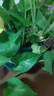 雙盟綠蘿盆栽除甲醛花卉綠植辦公室新房凈化空氣 120款10盆源頭直發(fā) 曬單實(shí)拍圖