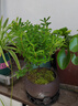 八芽 小葉赤楠盆景擺件室內(nèi)綠植花卉盆栽老樁客廳辦公室桌面好養(yǎng)植物 （【熱銷(xiāo)款】舍得紫砂盆赤楠+苔蘚+底座） 曬單實(shí)拍圖