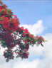 正宗鳳凰木樹(shù)苗開(kāi)紅花櫻樹(shù)苗藍花櫻大樹(shù)別墅庭院綠化盆栽地栽植物 紅花鳳凰木 5年苗【推薦種植 樹(shù)形優(yōu)美】送肥料 曬單實(shí)拍圖