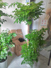 植男植女幸福樹造型綠寶盆栽真綠植客廳室內(nèi)大型綠植辦公喬遷新居源頭直發(fā) 曬單實(shí)拍圖