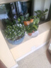 四季常青金魚花吊蘭盆栽室內(nèi)綠植花卉多肉植物發(fā)財樹好養(yǎng)易活客廳 金魚吊蘭原土盆【買1送1發(fā)兩盆】 曬單實拍圖