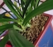 劉閣蘭花四季素心大鳳素現帶花苞出售有香味的花苗室內陽(yáng)臺綠植物花卉盆栽 5-8苗帶3花苞帶山水如畫(huà)陶瓷盆 曬單實(shí)拍圖