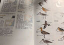 （加贈鳥(niǎo)類(lèi)貼紙）中國鳥(niǎo)類(lèi)觀(guān)察手冊鳥(niǎo)類(lèi)圖鑒百科全書(shū) 觀(guān)鳥(niǎo)手冊書(shū) 鳥(niǎo)類(lèi)行為動(dòng)物科普 中國國家地理書(shū)籍 包含1491種鳥(niǎo) 曬單實(shí)拍圖