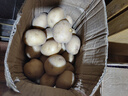 恩施小土豆新鮮馬鈴薯農家黃心洋芋現挖蔬菜馬鈴薯 5斤 中果 雞蛋大小左右 曬單實(shí)拍圖