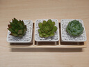 兩腿跑【送貨上門(mén)】教師節多肉植物帶盆桌面盆栽組合綠植花卉幼兒園盆栽 簡(jiǎn)約3盆(帶盆栽好) 曬單實(shí)拍圖