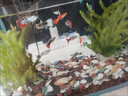 寵小俠純種孔雀魚(yú)觀(guān)賞魚(yú)好養耐活淡水小型魚(yú)熱帶魚(yú)鳳尾熱帶魚(yú)小魚(yú)苗 練手孔雀2-3cm15條（10送5備損） 曬單實(shí)拍圖