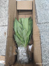 廣東菜苗正宗甜麥高州甜麥菜新鮮蔬菜成活陽(yáng)臺苗現發(fā)貨圓葉四季 圓葉甜麥菜苗20棵 曬單實(shí)拍圖