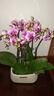愛(ài)優(yōu)尚蝴蝶蘭帶花苞盆栽秋冬蘭花苗年宵花四季花卉植物粉雅室內源頭直發(fā) 曬單實(shí)拍圖