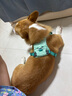 拉夫威爾ruffwear嗨輕狗狗胸背帶狗背帶中小型犬雪納瑞背帶式狗狗牽引繩 鼠尾草綠/霧森綠 S 曬單實拍圖