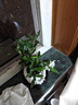 語森憶小葉梔子花盆栽開花植物室內(nèi)桌面茶幾好養(yǎng)花卉綠植辦公室凈化空氣 花塑制泡泡盆買1發(fā)2 帶盆栽好 曬單實拍圖