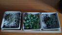 簡詩多肉植物盆栽肉辦公室內(nèi)桌面新手小套餐綠植花卉仙人掌帶盆diy景 3顆多肉+盆+木托；植物可選擇 曬單實(shí)拍圖