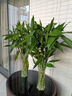 富貴竹水培植物客廳招財綠植室內盆栽觀(guān)音竹粗桿帶根轉運竹發(fā)財竹 【不含植物】斜紋六角瓶【口徑10cm高30cm】 曬單實(shí)拍圖