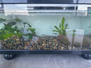 YEE小魚缸過(guò)濾器循環(huán)水泵外置瀑布凈水壁掛滴流盒過(guò)濾制氧一體機(jī)6w 曬單實(shí)拍圖