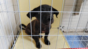 佳木為香中華田園犬幼犬土狗寵物狗活體寵物土松土獵活寵小狗大黃狗小奶狗 混血級(jí) 純黑田園犬 公 曬單實(shí)拍圖