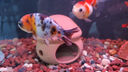 YEE亞甲基藍魚(yú)缸消毒殺菌觀(guān)賞魚(yú)錦鯉白點(diǎn)凈水爛身爛尾535ml  曬單實(shí)拍圖