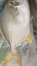 翔泰海南二去金鯧魚(yú)700g/2條  去鰓去內臟 燒烤 生鮮魚(yú)類(lèi)  海鮮水產(chǎn) 曬單實(shí)拍圖