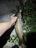 劉志強(qiáng)魚餌全能果浪復(fù)合果味魚餌高溫開口野釣鯽魚鯉魚鳊魚通殺餌料 全能果浪3包+全能果米3包 曬單實(shí)拍圖