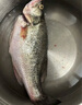 鮮活沖浪河鱸魚(yú)400-500g/條 曬單實(shí)拍圖
