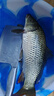 龍王恨魚(yú)餌藍鯽青春版六蟲(chóng)腥香餌料黑坑野釣鯽魚(yú)鯉魚(yú)草魚(yú)鳊魚(yú)餌料魚(yú)食料 藍鯽青春版-六蟲(chóng)腥香(300g)*2 曬單實(shí)拍圖
