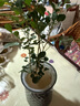 臨雅水培植物九里香盆栽桌面驅蚊綠植室內茉莉鮮花水養花卉懶人四季開(kāi) 九里香【30-40】cm*1株 曬單實(shí)拍圖