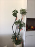 植男植女鴨腳木客廳盆栽八方來(lái)財室內落地大型綠植DIY造型源頭直發(fā) 曬單實(shí)拍圖