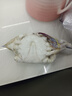 舟山梭子蟹鮮活特大野生大螃蟹新鮮冷凍海鮮水產(chǎn)海蟹飛蟹白蟹順豐 9兩以上/只【5斤 超大野生肥美】 曬單實(shí)拍圖