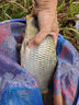 西部風(fēng)（Xibu feng） 西部風(fēng)老壇甜薯玉米窩料野釣鯽鯉草青魚(yú)打窩釣魚(yú)餌料發(fā)酵底窩料 老壇甜薯玉米2袋 曬單實(shí)拍圖