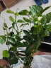 茉莉花盆栽帶花苞室內客廳水培梔子花苗陽(yáng)臺四季濃香驅蚊花卉植物 【花期帶花】茉莉花6年苗5-7棵（無(wú)盆） 曬單實(shí)拍圖