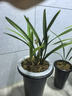 劉閣蘭花蘭花苗盆栽夏帶花苞發(fā)貨名貴花卉 金秋歲月四季開(kāi)花綠植室內香蘭 金荷3苗連體帶花苞 帶簡(jiǎn)易盆土肥 曬單實(shí)拍圖