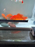 森森（SUNSUN）自動(dòng)喂食器魚(yú)缸智能喂魚(yú)器烏龜自動(dòng)投食器水族箱金魚(yú)定時(shí)投喂 普通款喂食器帶漏斗（雙食盒） 自動(dòng)定時(shí)喂食器+2節電池 曬單實(shí)拍圖