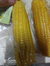 東北黃糯玉米真空包裝速食玉米軟糯香甜代餐小棒140g-180g 3根裝 曬單實(shí)拍圖