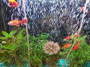 瘋狂水草魚(yú)缸增氧泵氣泡條魚(yú)缸氧氣條打氧機氣泡石納米氣盤(pán)造景裝飾氧氣泵 【瀑布增氧套餐】氣泡條60CM+PF氣泵 曬單實(shí)拍圖