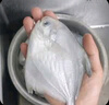 野生海捕銀鯧魚(yú)5條/斤新鮮冷凍批發(fā)海鮮水產(chǎn)白鯧魚(yú)一箱海魚(yú)扁平魚(yú) 野生海捕銀鯧魚(yú)500g/袋*2（10條） 曬單實(shí)拍圖