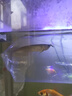 印尼純血紅龍魚(yú)活魚(yú)大湖辣椒赤血紅龍魚(yú)苗幼苗熱帶魚(yú)中大型觀(guān)賞魚(yú) 七彩銀龍魚(yú) 14-16cm【發(fā)色包紅】 曬單實(shí)拍圖