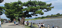 光明谷錦 海豐優(yōu)質(zhì)大米10KG 20斤 曬單實(shí)拍圖