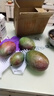 【新鮮上市】正宗攀枝花凱特芒果新鮮水果 帶箱5斤 中大果【單果200-300g】 曬單實(shí)拍圖