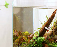 YEE超白魚缸桌面客廳生態(tài)斗金魚烏龜缸造景小型水草養(yǎng)魚玻璃裸缸40cm 曬單實(shí)拍圖