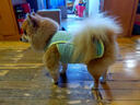 狗狗涼衣寵物夏季衣服防掉毛防曬衣柯基犬比熊泰迪薄款透氣背心 狗狗夏季涼涼衣【綠色】 【L碼】胸圍46cm建議7-10斤 透氣防曬,防飛毛 曬單實(shí)拍圖