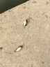 龍王恨魚(yú)餌野戰藍鯽香腥釣餌江河湖庫黑坑野釣鯽魚(yú)鯉魚(yú)草青鳊魚(yú)釣魚(yú)餌料 曬單實(shí)拍圖