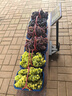 億力吸塵器車載家用手持桶式22000pa超強大吸力 工業(yè)開荒地毯床上強力吸貓毛小型除塵器10L 國家補貼 曬單實拍圖