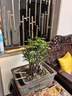墨耘蒼小葉紫檀盆景室內庭院老樹(shù)樁綠植黑骨檀四季常青盆栽 高檔陶瓷盆4-6桿 造型隨機發(fā)貨 含盆 曬單實(shí)拍圖