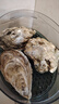 【半斤大】鮮活大冷水生蠔230-300g/個  曬單實拍圖