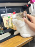 1號會(huì )員店澳洲散養原切羊肉卷1斤 火鍋食材羊肉片草地羊 曬單實(shí)拍圖
