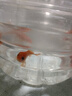 三色錦鯉魚(yú)活體觀(guān)賞魚(yú)活魚(yú)小型大型易養冷水淡水魚(yú)錦鯉易活金魚(yú) 3-5CM冷水鸚鵡一條 曬單實(shí)拍圖